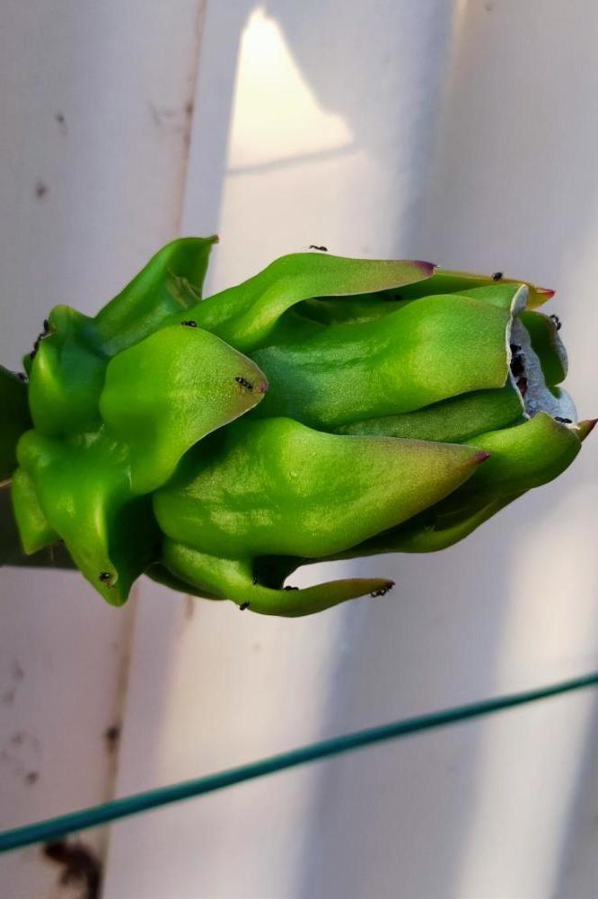 Green fruit